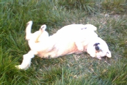 sooni rolling 'round in the grass