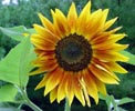 Sunflower; source www.ashland-city.k12.oh.us