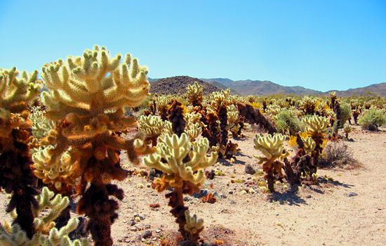 Cholla Cactus Garden, Joshua Tree National Park, California