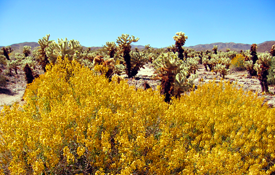 Cholla Cactus Garden, Joshua Tree National Park, California