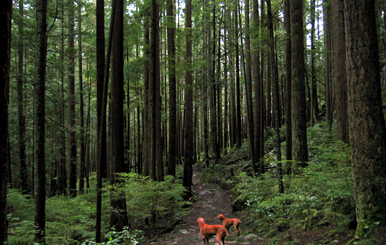 Cypress Falls Park, West Vancouver, British Columbia
