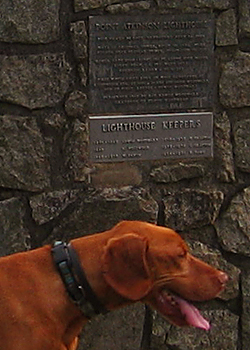 Copper in Lighthouse Park, West Vancouver, British Columbia