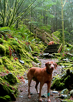 Carver in Belcarra Regional Park, British Columbia