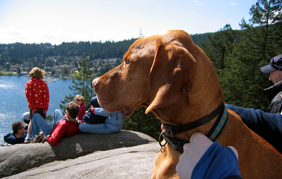Copper at Indian Arm, Deep Cove, North Vancouver, British Columbia
