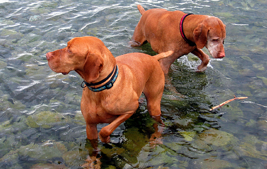 Copper and Carver in Ambleside Park, West Vancouver, British Columbia