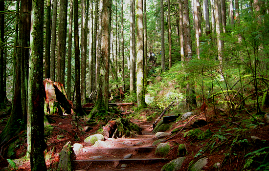 Lower Seymour Conservation Reserve, North Vancouver, British Columbia