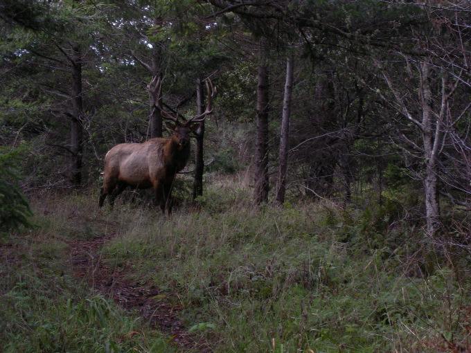 Bull Elk