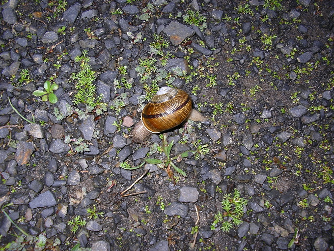 Snail