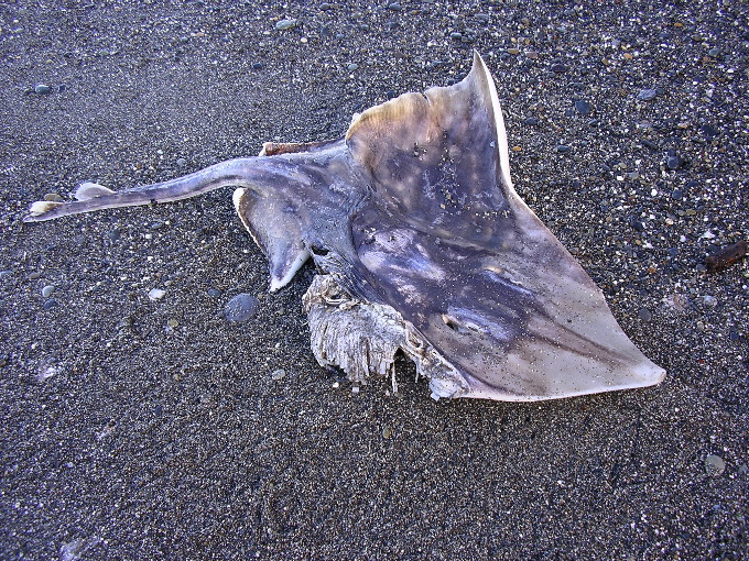 Big Dead Ray