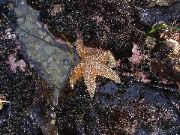 Starfish