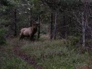 Bull Elk