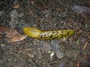 Banana Slug