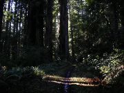 path/road in the woods