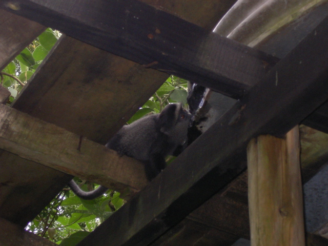 monkey drinking