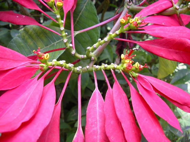 poinsettia?