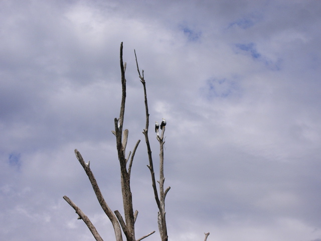 African fish eagles