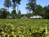 tea farm