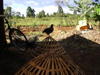 queen of the chicken coop