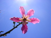 flowering tree at hippo point