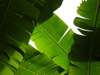 Banana Leaves