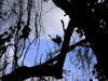 Grey Crowned Crane