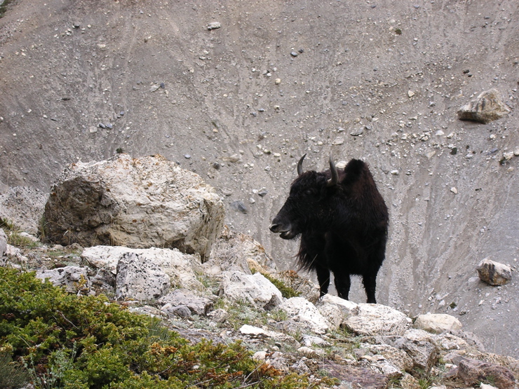 Domesticated Yak