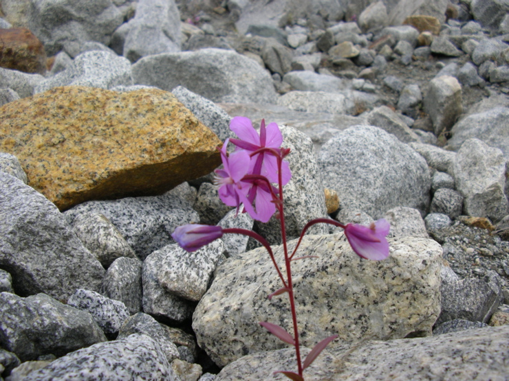 Glacier Flower