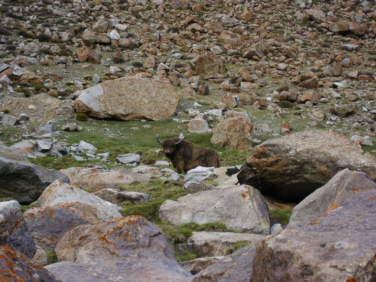 A Humongous Yak