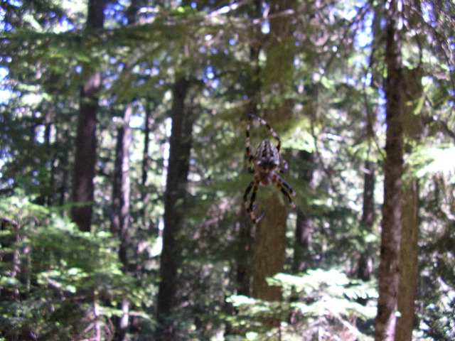 Spider on the Trail