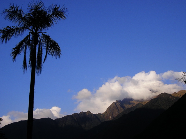 Palm Trees