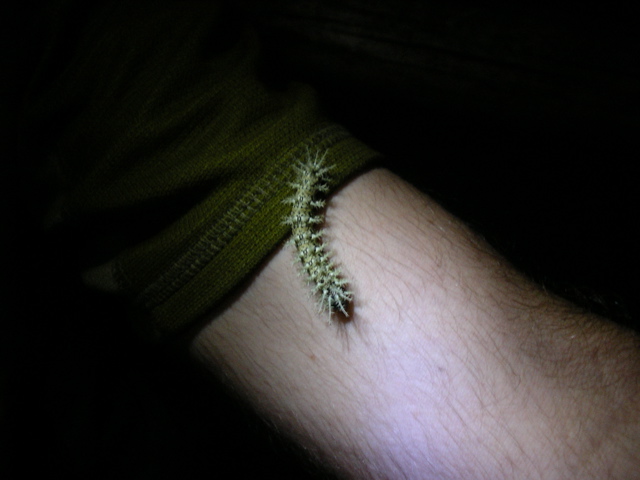 Caterpillar