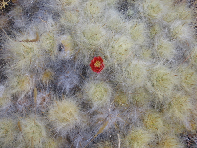 soft and cuddly cactus