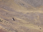 Andean Condor