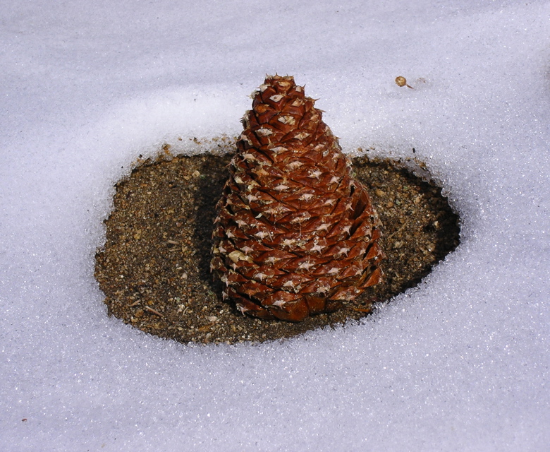 Pine Cone