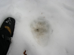 Bear Tracks