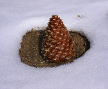 Pine Cone