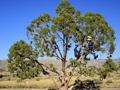 395 Shoe Tree