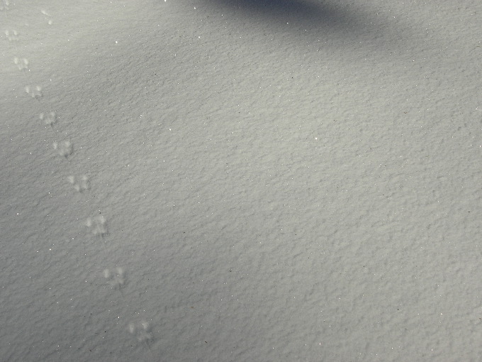 Mouse Tracks