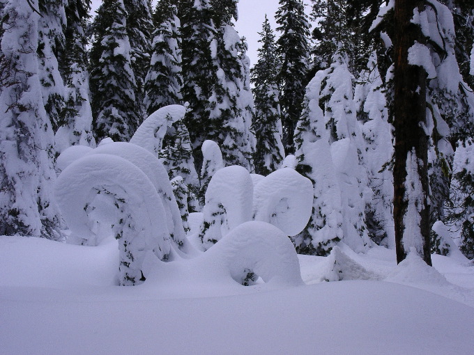 Candy Cane Trees