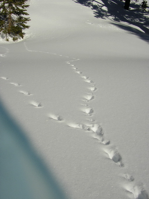 Splitting Tracks