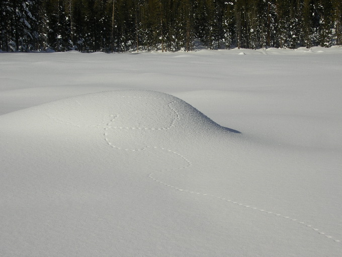 Tracks on Harden Lake