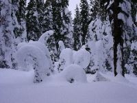 Candy Cane Trees