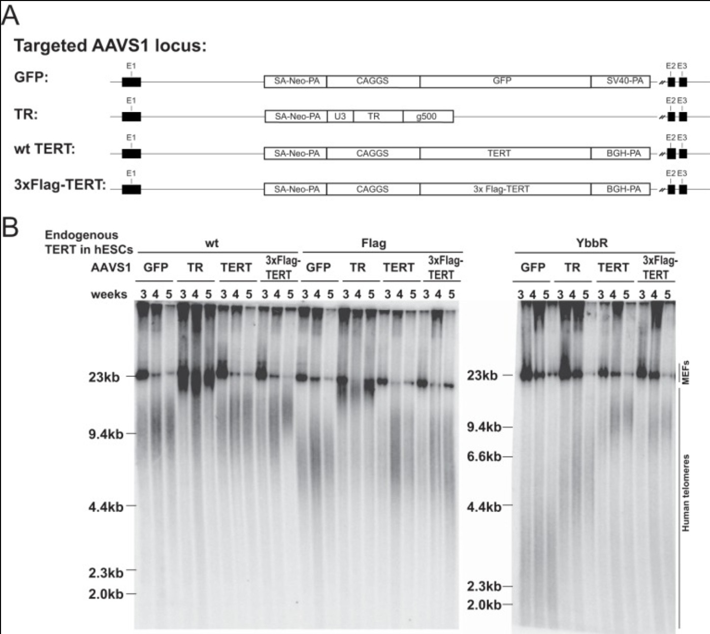 Recent Publication