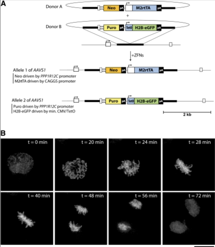 Recent Publication