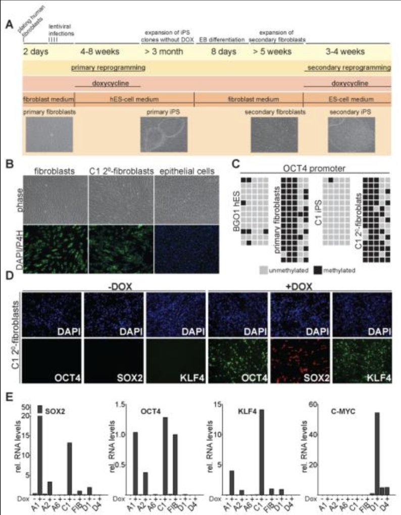 Recent Publication