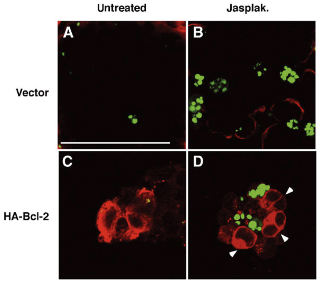 Recent Publication