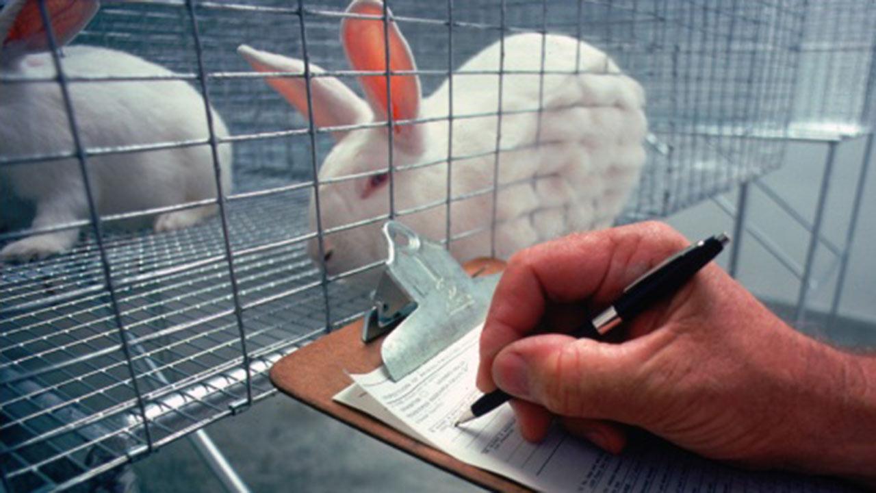 The Debate on Animal Experimentation